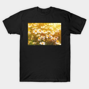 Camomile in the meadow T-Shirt